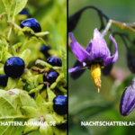 Nachtschattenlahmung