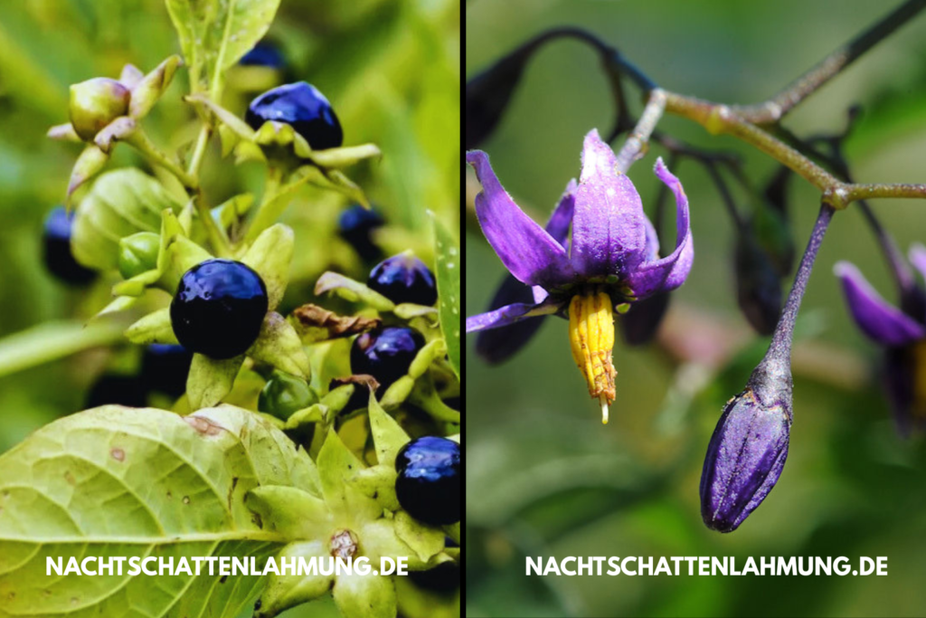 Nachtschattenlahmung